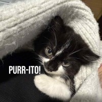 Photo of 💫 Cosmo 💫