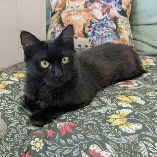 Percy *9 Lives Project Rescue* - Domestic Short Hair (DSH) Cat