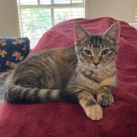 Photo of $300 Mushroom (Roo) 