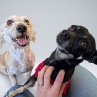 Photo of Bato & Tank