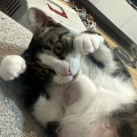 Photo of Blair Waldorf