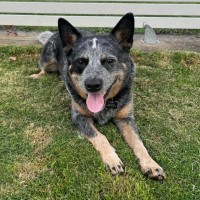 Photo of Rex