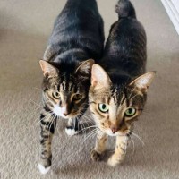 Photo of Alvin & Austin 