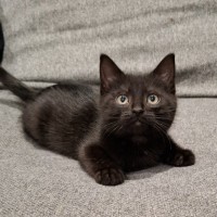 Photo of Jigsaw