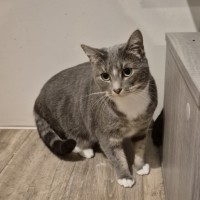 Photo of Eva **2nd Chance Cat Rescue**