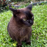 Photo of Willow