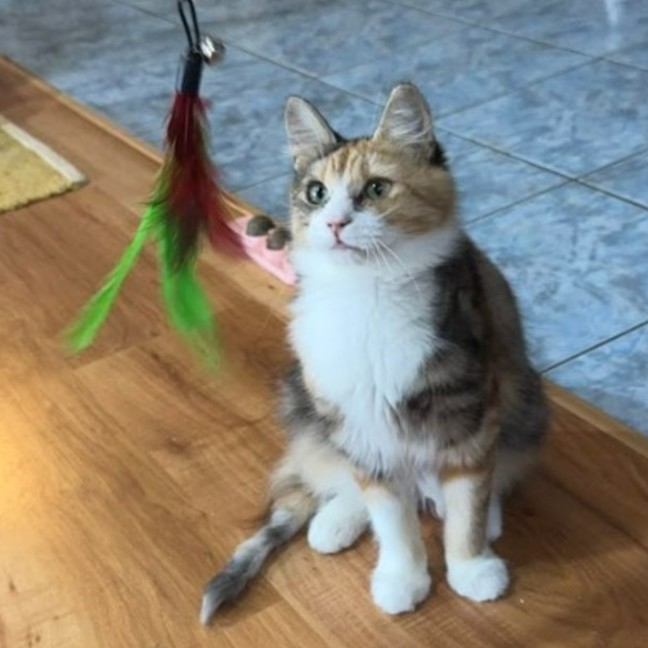 Photo of Polly Pocket