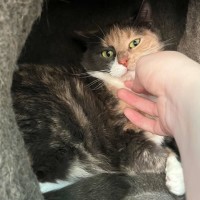 Photo of Bambi**2nd Chance Cat Rescue**