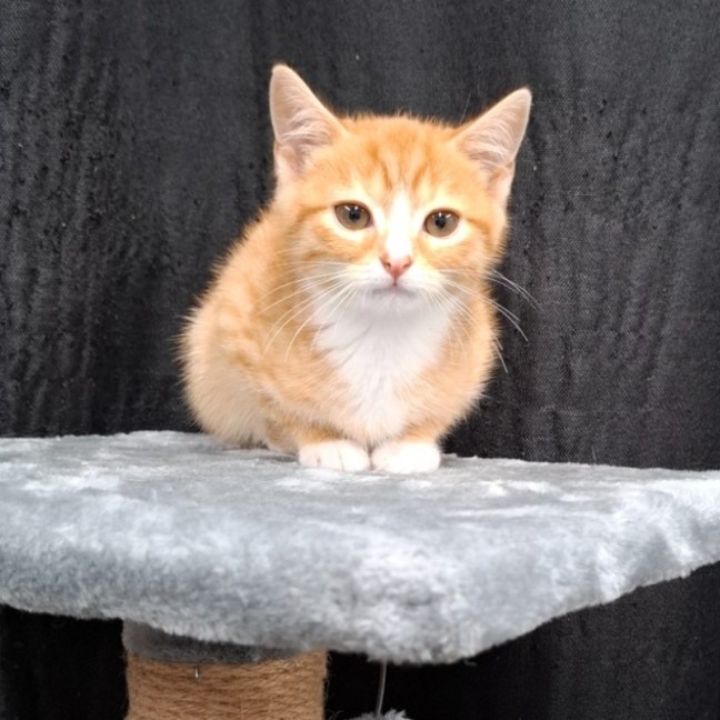 Photo of Pickle