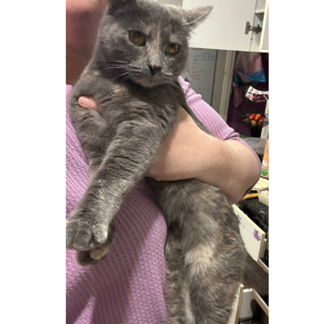 Photo of Miss Lemon Violet 