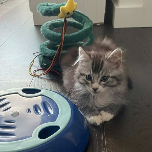 Photo of King Fluffernutter 