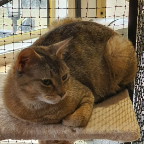 Jewell ** 2nd Chance Cat Rescue  ** - Domestic Short Hair (DSH) Cat