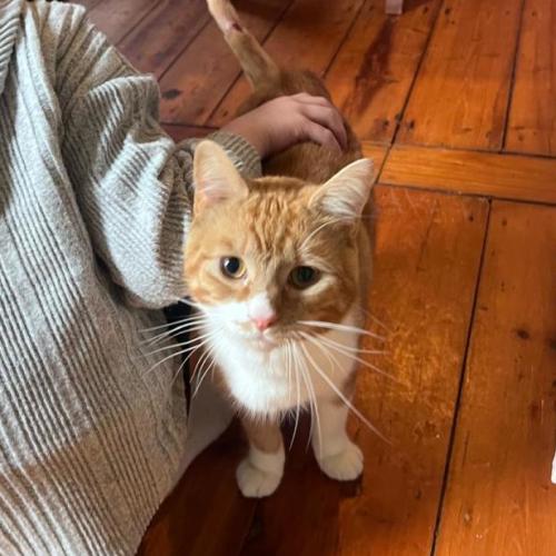 Frankie - Domestic Short Hair (DSH) Cat