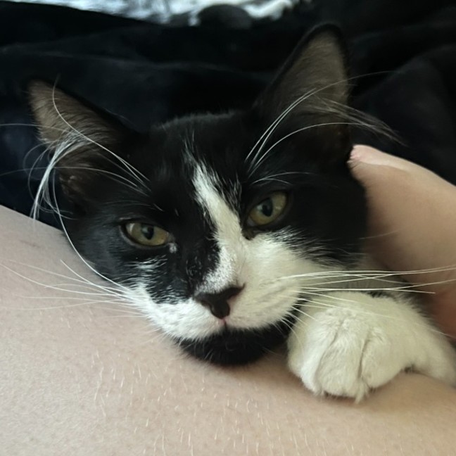 Photo of Rorschach (Rory)