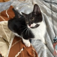 Photo of Gemma *9 Lives Project Rescue*