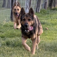 Photo of Sarge