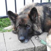 Photo of Wolfe