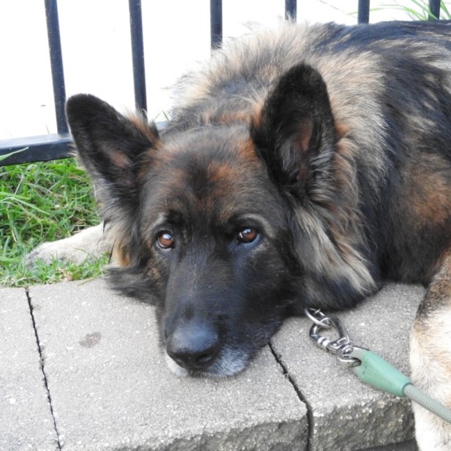 Photo of Wolfe