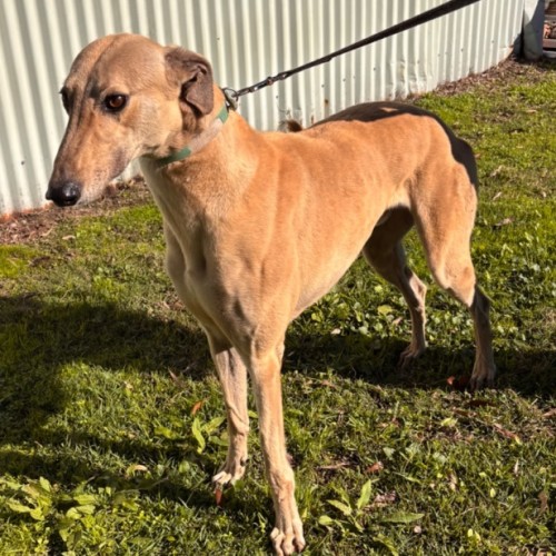Sandy Boy - Greyhound Dog