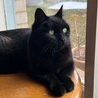 Photo of Slinky Malinki