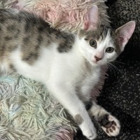 Photo of Nash 🐱🧵