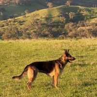 Photo of Trixie