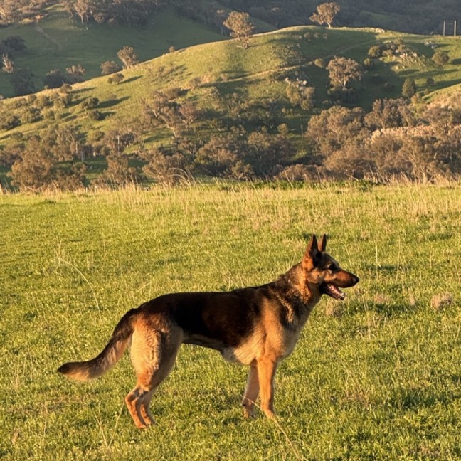 Photo of Trixie