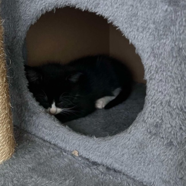 Photo of Ruby