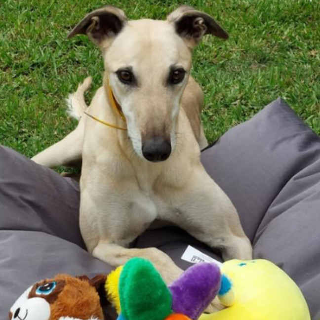 Photo of Mac 🐾💙.  Assisted Rehome