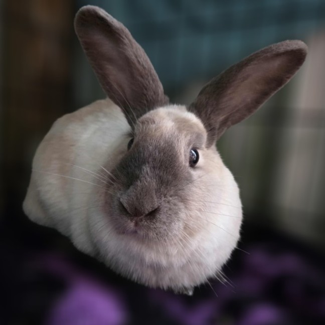 Photo of Muffin