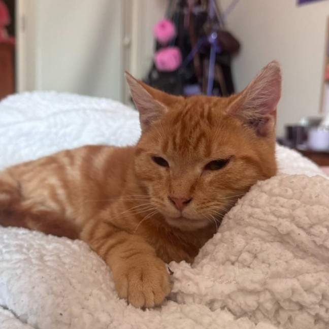 Photo of Gigi   Located In Frankston