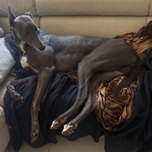 Tommy - Greyhound Dog