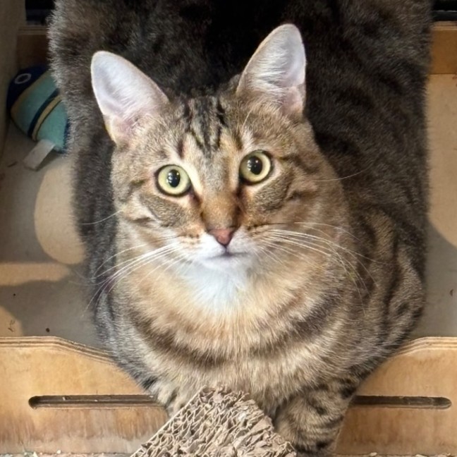 Photo of Monty (Empty The Nest $50 Adoption Special)