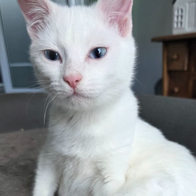 Photo of Pippi