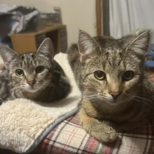 Lilly and Luca - Domestic Short Hair (DSH) Cat