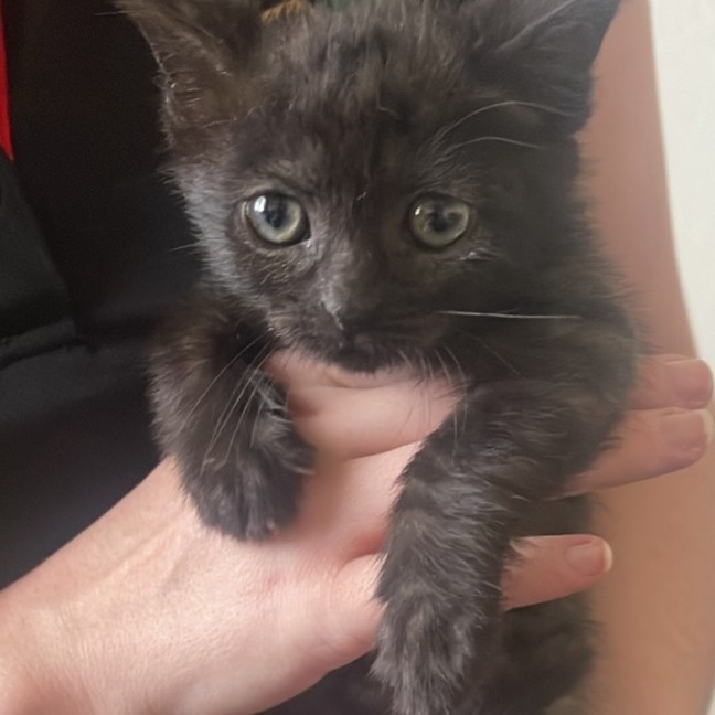 Photo of Muffin🧁