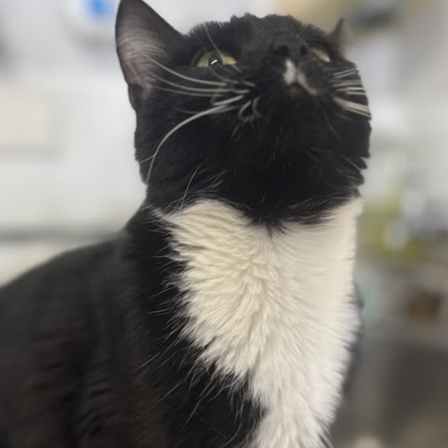 Photo of Cali