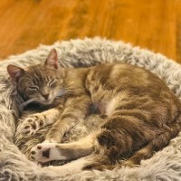 Photo of Della **2nd Chance Cat Rescue**