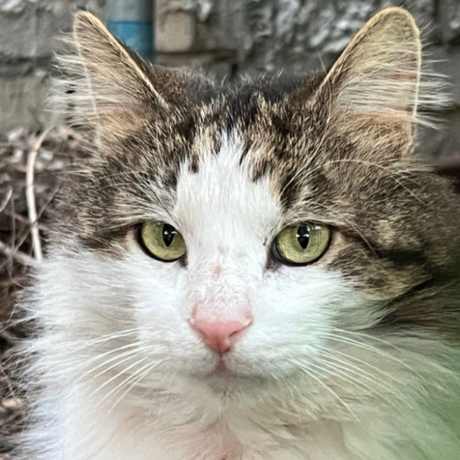 Photo of Mr Cat (A.K.A.Mr Mystery Cat)