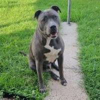 Photo of Raider
