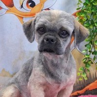 Photo of Teddy