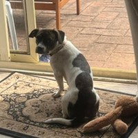 Photo of Daisy   10 Month Old Dachshund X Boston Terrier