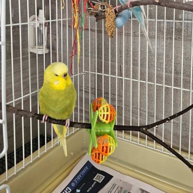 Photo of Smol Tennis Ball