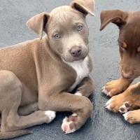 Photo of Bodhi 😎🐶