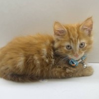 Photo of Mufasa   Located In Pakenham