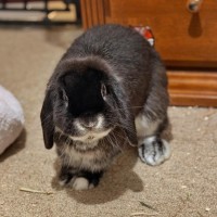 Photo of Artemis