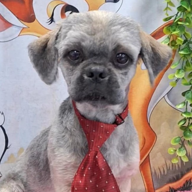 Photo of Teddy