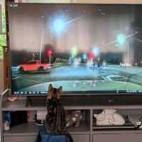 Photo of Buzz ^^Dandy Cat Rescue^^