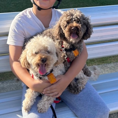 Star and Simon  - Poodle (Toy) Dog