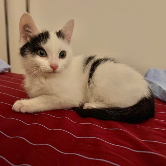 Photo of Smudge